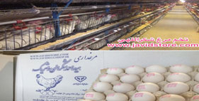 خرید تخم مرغ 11.85 الی 11.90 کیلویی
