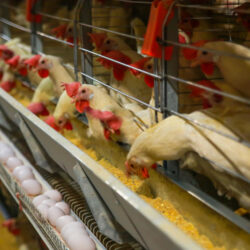 مرغداران تخمگذار ایران