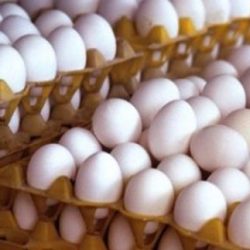 برآوردها حاکی از آن است که امسال صادرات تخم مرغ با رشد ۱۰ درصدی به ۱۵۰ هزارتن برسد.