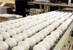 رئیس اتحادیه مرغداران میهن گفت: بنابر آمار از ابتدای سال ۵۰ هزارتن تخم‌مرغ به ارزش ۵۰ میلیون دلار به بازار‌های هدف صادر شده است.