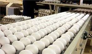 رئیس اتحادیه مرغداران میهن گفت: بنابر آمار از ابتدای سال ۵۰ هزارتن تخم‌مرغ به ارزش ۵۰ میلیون دلار به بازار‌های هدف صادر شده است.
