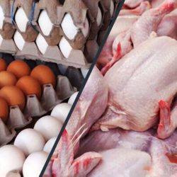 معاون تولیدات دامی وزارت جهاد کشاورزی از صادرات 50 هزار تن تخم‌مرغ و 12 هزار تن مرغ از ابتدای سال جاری خبر داد.