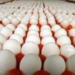 تولید ۳۲ هزار تن تخم مرغ در استان قزوین