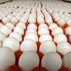 مدیر امور طیور سازمان جهاد کشاورزی استان قزوین گفت: طی چهار ماهه نخست سال جاری بیش از ۳۲ هزار تن تخم مرغ در واحدهای پرورش مرغ تخمگذار این استان تولید شده است