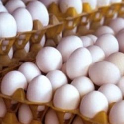 مدیرعامل اتحادیه مرغداران میهن گفت: در صادرات تخم مرغ به عمان محدودیت و ممنوعیت داشتیم که هفته گذشته پس از رایزنی با تجار مشکل مرتفع شد.
